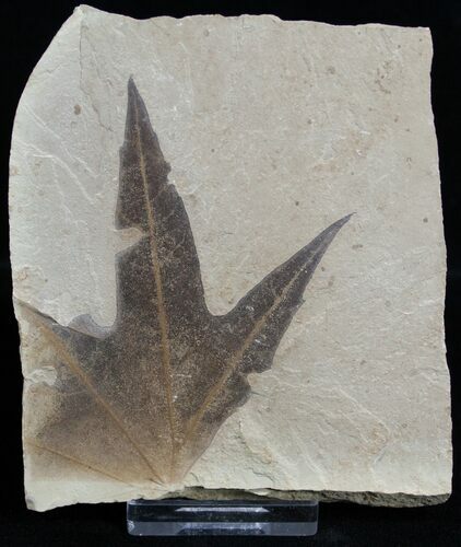 Partial Fossil Sycamore Leaf #2319